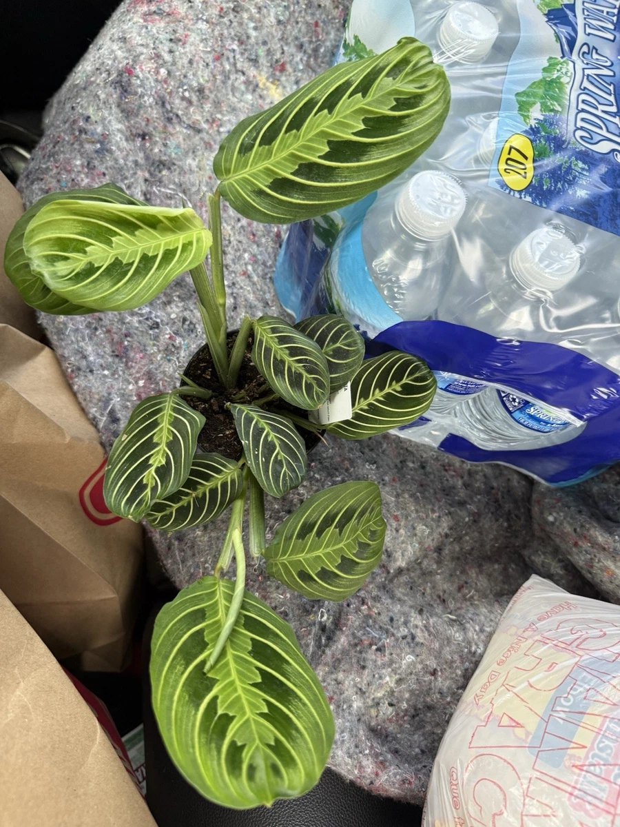 green congo philodendron Philodendron Green Congo Nuclear 2