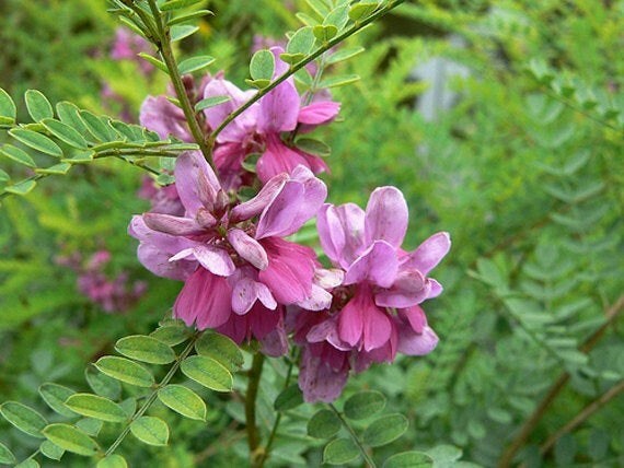 Indigofera tinctoria | Bengal or Madras or True Indigo | 100_Seeds | eBay
