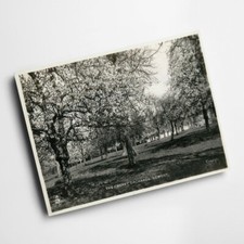 A6 PRINT - Vintage Gloucestershire - The Cherry Orchards, Newent