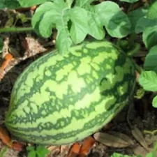 Florida Giant Watermelon Seeds | NON-GMO Watermelon Seeds Heirloom Garden Seeds