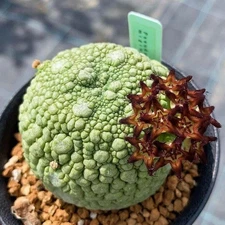 Pseudolithos migiurtinus Succulent cactus plant  Garden flowering Plants 3cm