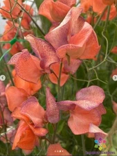 50+ Blue Vein Sweet Pea Seeds for Garden Planting - USA - FREE SHIPPING!