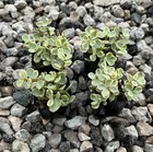 Foto 5 di 7