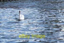 Photo 6x4 Swan at Trew's Weir Exeter The swan is a few metres upstream fr c2008