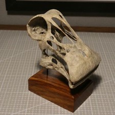 Nigersaurus Skull Model 3D Printed Saurischia Dinosaur Animal Scene Decor Gift