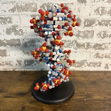 3D Molecular Designs 12-Base Pair Dynamic DNA Model Kit