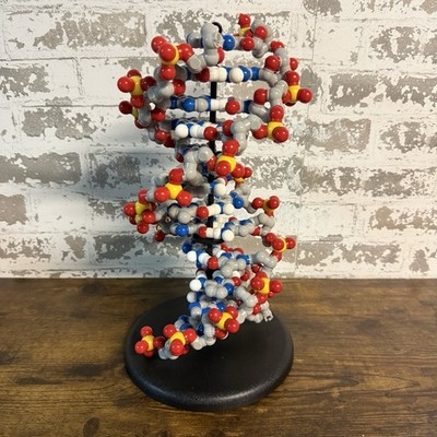 3D Molecular Designs 12-Base Pair Dynamic DNA Model Kit