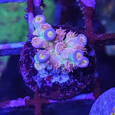   WYSIWYG SKA Jackpot Acropora   Ultra SPS   FREE Overnight Shipping  