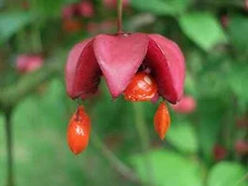 Scarlet Euonymus, Euonymus sachalinensis, Shrub Seeds