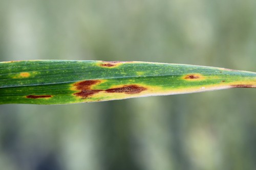 SYLLIT 65WP 45g FUNGIDAL CURLI SCABBE Blight LEAF FLECK - Bild 3 von 12