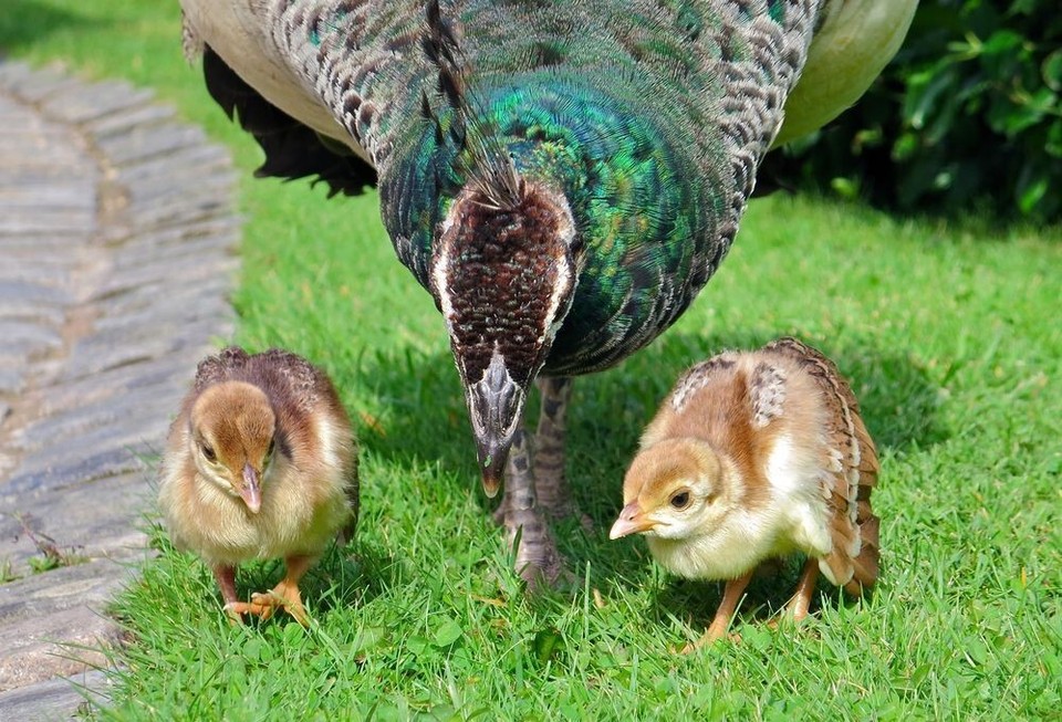 Peacock Peafowl Hatching EggsGuaranteed FertileShip Now! Varity of