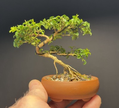 sageretia bonsai kaufen Sageretia thea main image 0