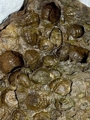 Rare Brachiopod Fossil Plate Devonian Period, 14 lbs 9 oz    New York 