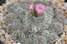 Gymnocalycium bruchi exotic rare cactus cacti bonsai item seed cacti 100 SEEDS