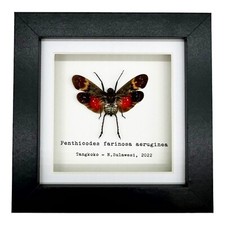 Red Spotted Lantern Fly (Penthicodes farinosa aeruginea) Shadow Box Frame