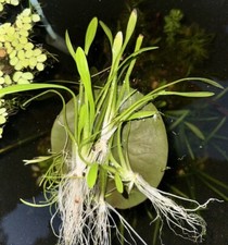 Sagittaria Subulata Rhizome