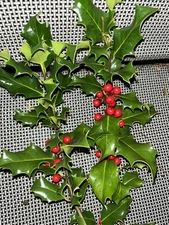Holly  boughs  with berries English holly 1 pound