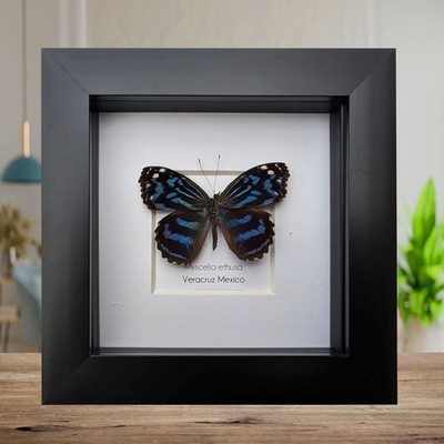 Myscelia ethusa, the mexican bluewing or blue wing, taxidermy butterfly from