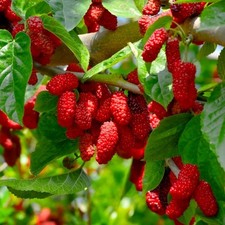 PIANTA DA FRUTTO GELSO ROSSO in vaso 20 età 2/3 anni (foto reali)