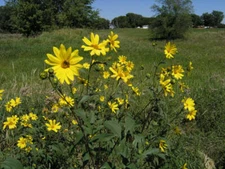 Sunchoke - Jerusalem Artichoke small White SEED Tubers (Organic)