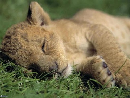 Sleeping Lion Cub Glossy Beautiful Wild Adorable Nature 5x7 photo