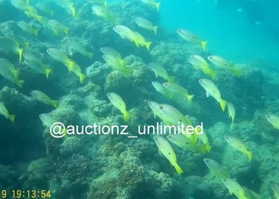 Digital Bild Bild Foto Pic Andaman Indien Unterwasser Korallen Leben...
