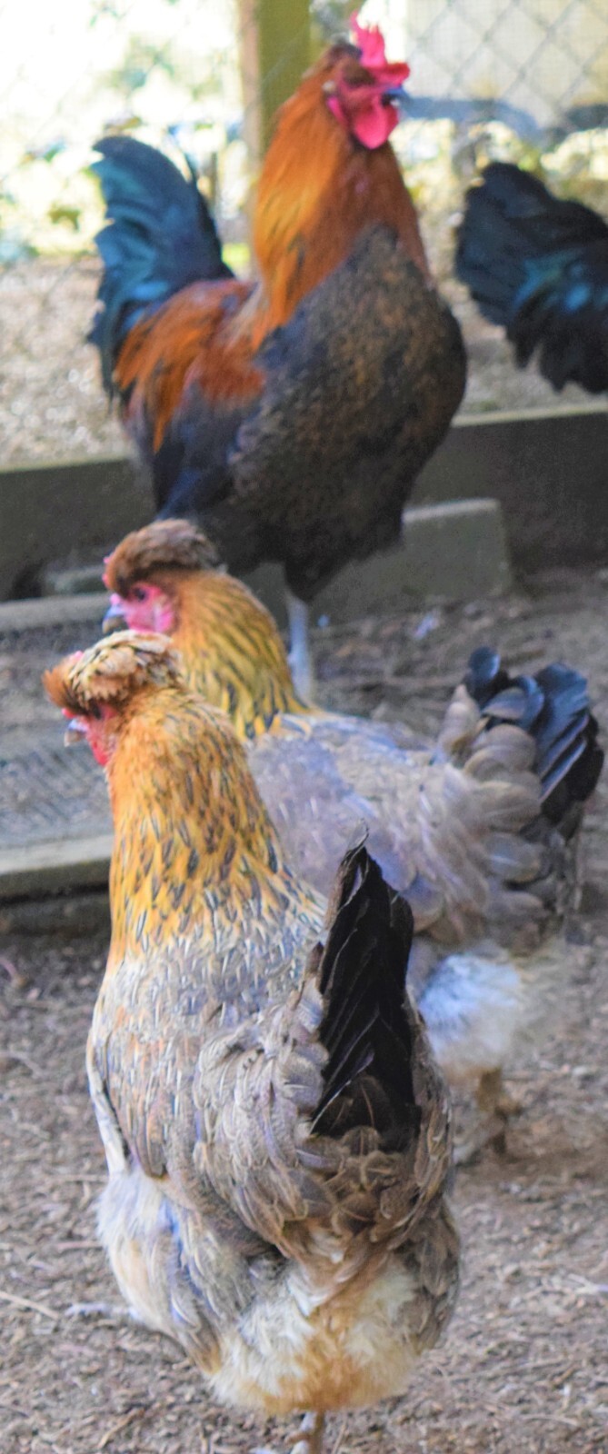 4++Shetland Hens EGG GUARANTEE=FROM MY RED PEN they Lay Pretty Blue