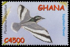 GHANA 2338d - Egyptian Plover "Pluvianus aegyptius" (pc20597)