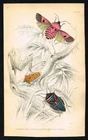 1830s Jardine Entomology – Shield Bugs & Colorful Lanternfly Hand-Colored Print