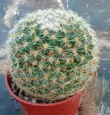 Mammillaria supertexta Globular Pinshion Cactus Pink Flowers