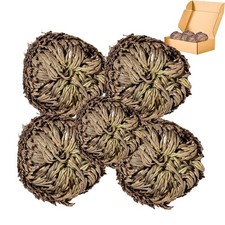 5 Pack Big 3.5" Rose of Jericho Resurrection Plants, Flor de Jerico Original