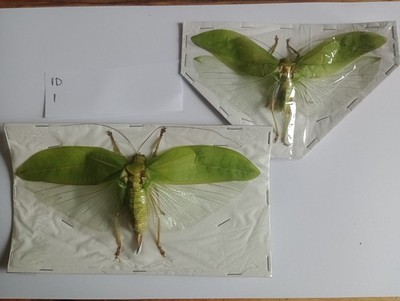 Psudophyllus neriifolius PAAR aus West Java.. sehr große Orthopteren! A1