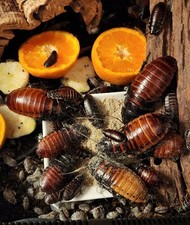 15 Madagascar Hissing Roach Nymphs Live  in-2in 