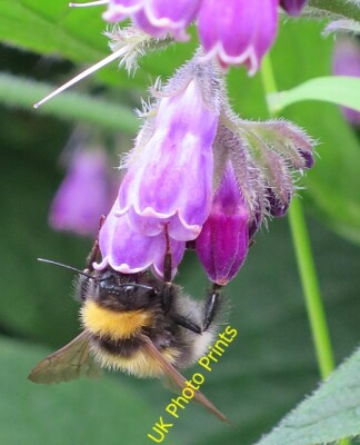 Foto 6x4 Hummel auf Beinwell Blumen Inverkeilor Die grasbewachsene Bank hier c2015