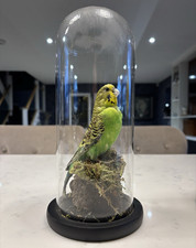 Taxidermy Budgerigar Standing Mount Display Under Glass Dome Cloche 19cm