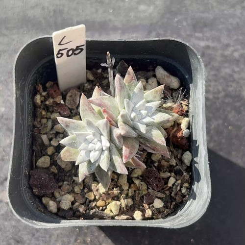 4CM Succulent Plant Dudleya Gnoma (2 Heads) Crassulaceae Home Garden Beautiful - Picture 4 of 12
