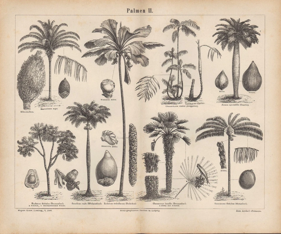 Lithografie 1877: PALMEN I/II. (MONOKOTYLEDONEN: Spadicifloren.) - Bild 2 von 2