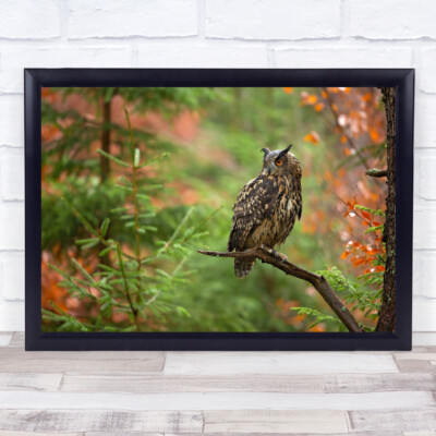Eule Wald Tierwelt Wild Natur Tiere Zweig sitzend Bokeh Wandbild Kunstdruck