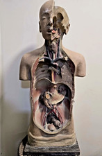 Big Antique 1930s Anatomical Model of Human Body , 90 cm / 35.5"