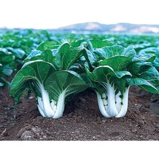 500 CANTON PAK CHOI CABBAGE SEEDS ~ heirloomseedguy ~ 2026 ~ NON-GMO