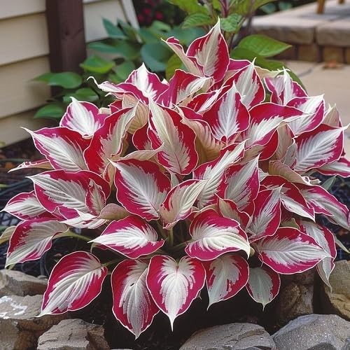 hosta Plant Seeds 100pcs White red | eBay