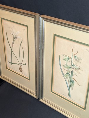 Pair of Antique Botanical Engravings by William Curtis   1793 & 1794
