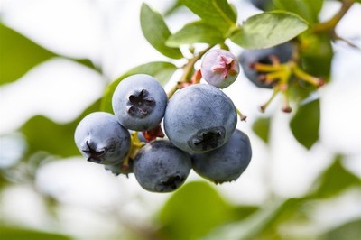 Vaccinium corymbosum 'Brigitta', Heidelbeere, 40 60 cm, ertragreich