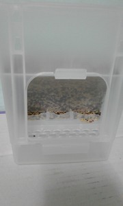 aviary bird seed feeders