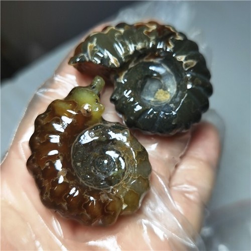 105g Ammonite specimens of natural conch from "goat's horn" of Madagascar L811 - Picture 10 of 12