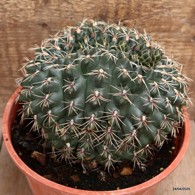 D3842 GYMNOCALYCIUM BALDIANUM CRESTED pot16-H13-W15 cm MaMa