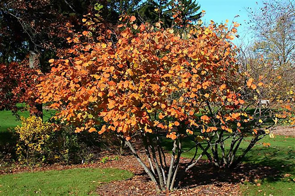 American Hazelnut, (Filbert), Corylus americana, Tree Seeds - Image 4 of 4