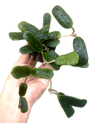 Hoya rotundiflora  5-10 inches well rooted.