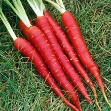 Atomic Red Carrot Seeds | Heirloom | Free Shipping | Seed Store | 1091