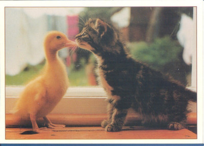 KÄTZCHEN MIT ENTE.KATZE POSTKARTE